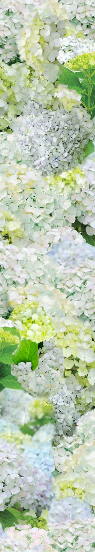 Happy Hydrangeas Removable Bathroom Wallpaper